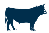 cattle trucking | cattle | livestock